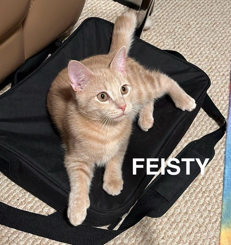 FEISTY N. - Playful little bug!