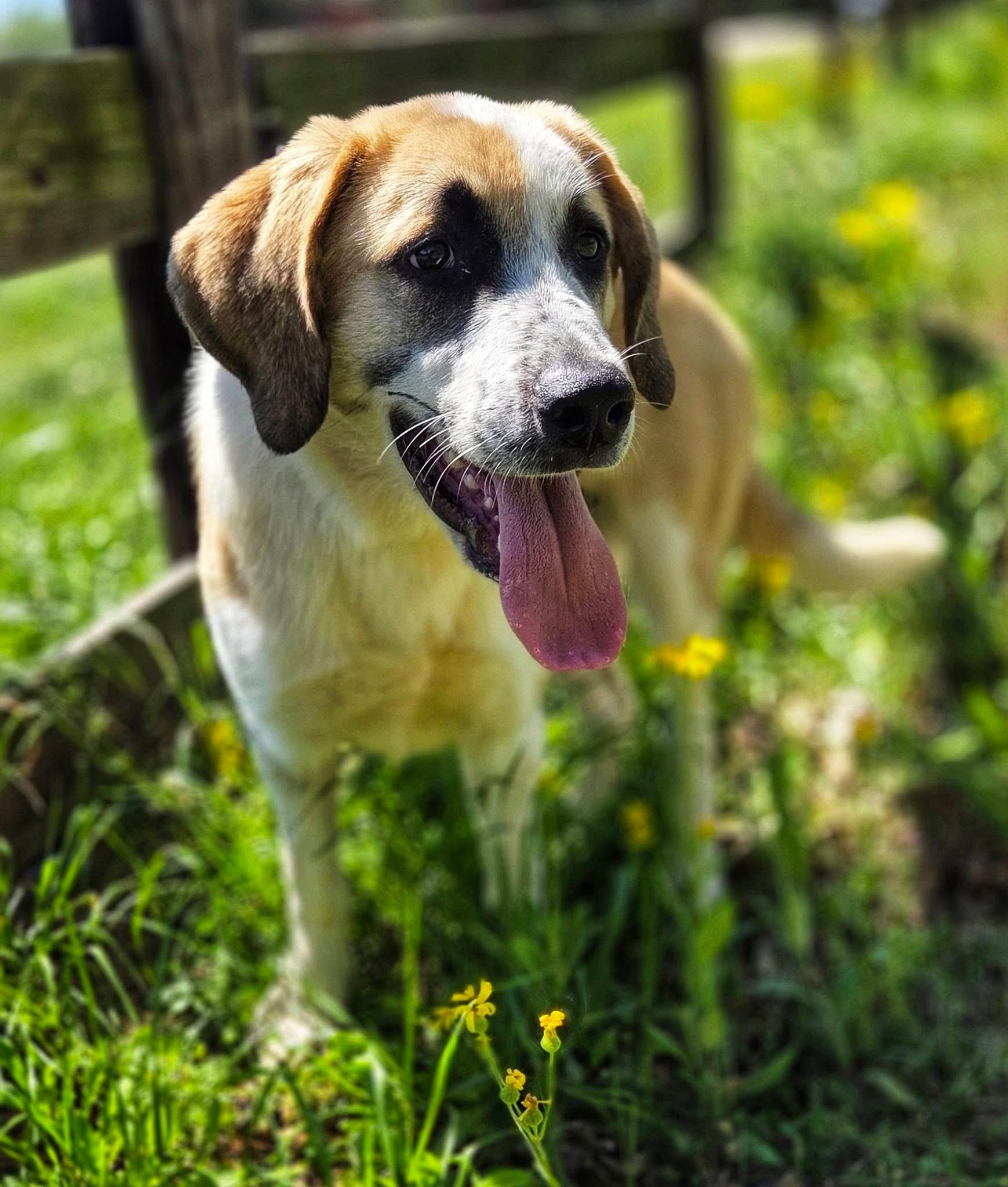 Reggie , an adopted mixed breed in Mendham, NJ image 2/5