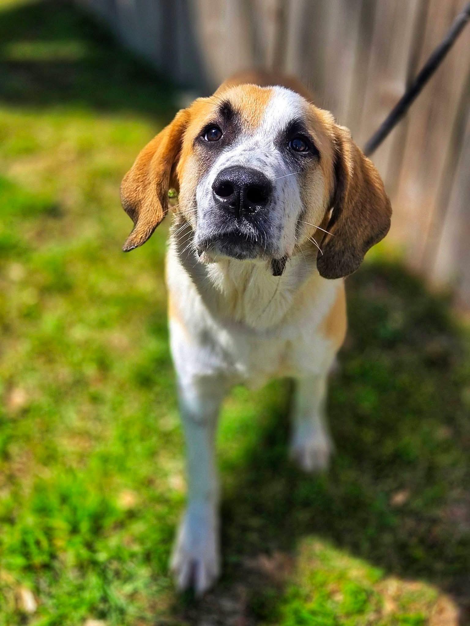 Reggie , adopted, Young Male Mixed Breed.