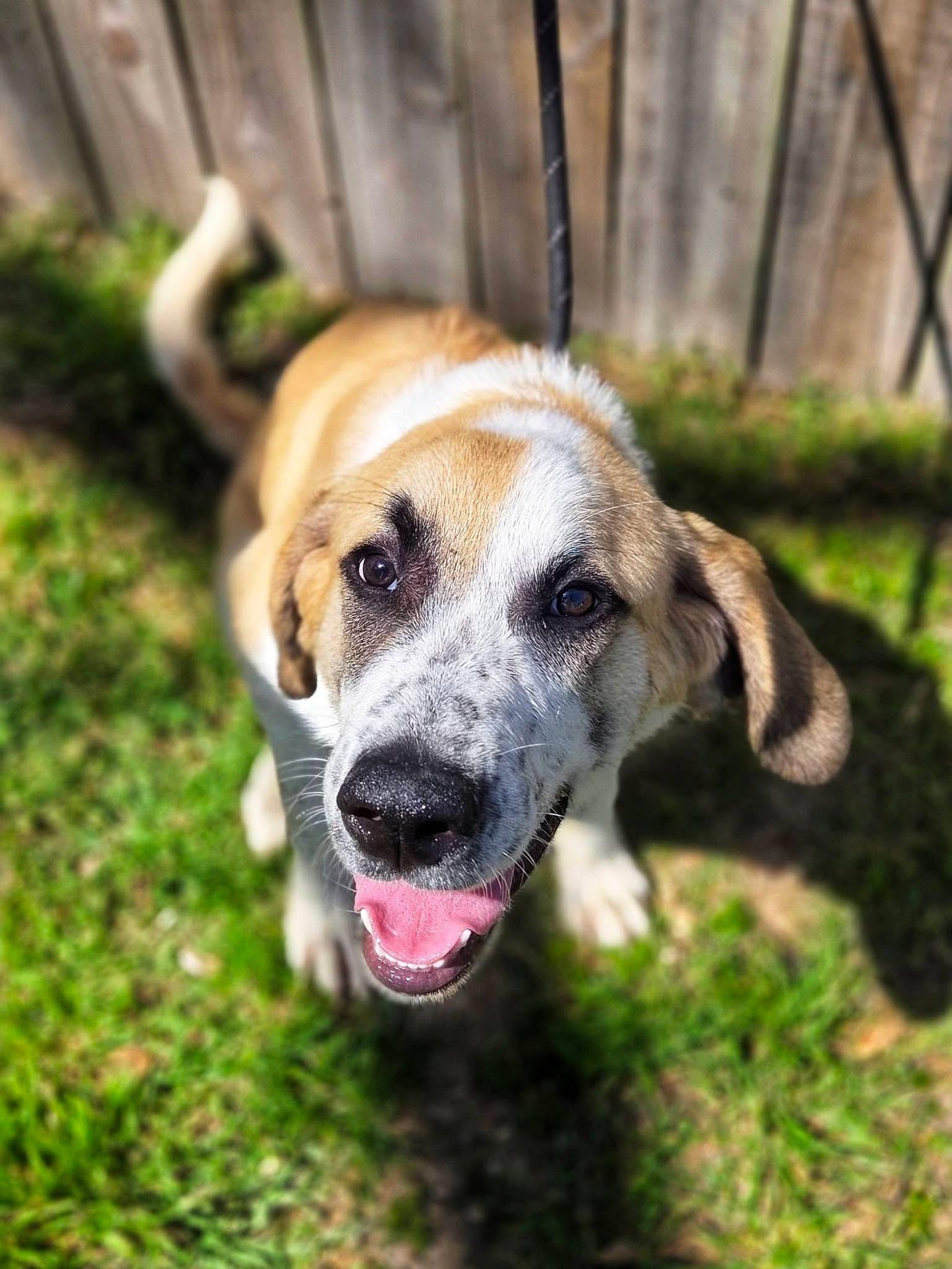 Reggie , an adopted mixed breed in Mendham, NJ image 5/5