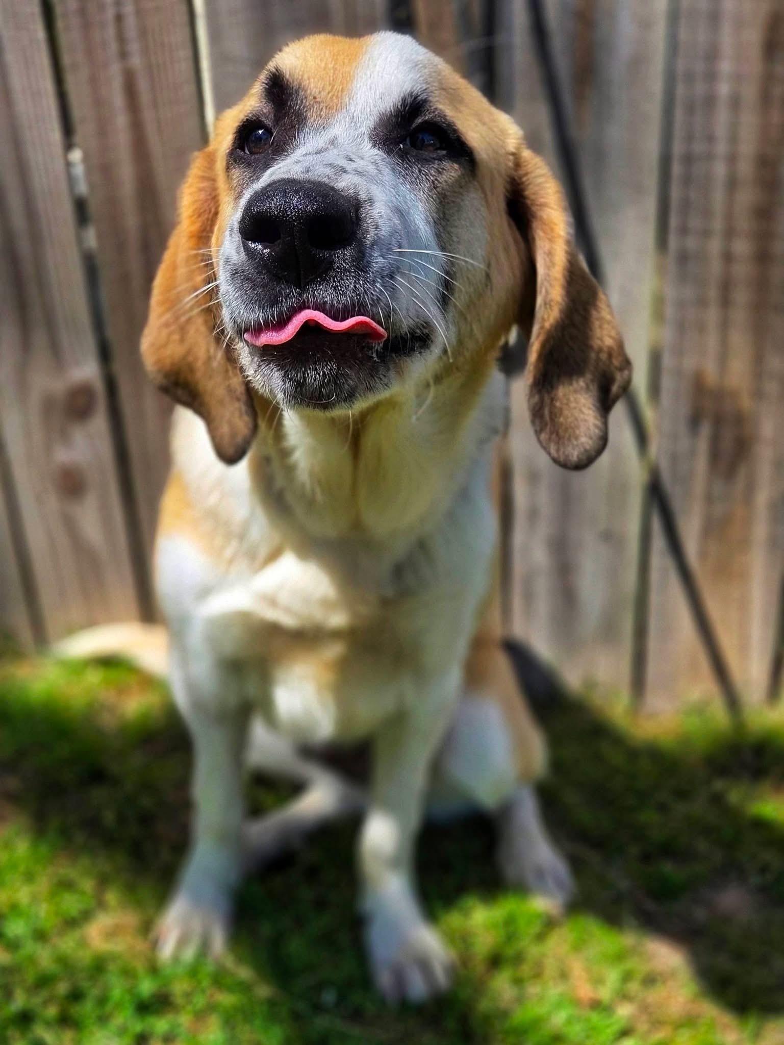 Reggie , an adopted mixed breed in Mendham, NJ image 4/5