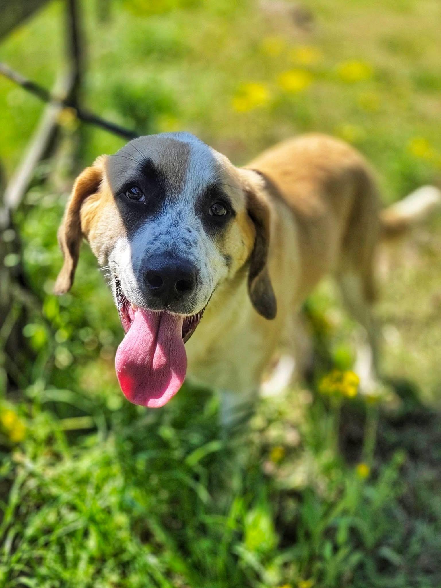 Reggie , an adopted mixed breed in Mendham, NJ image 3/5