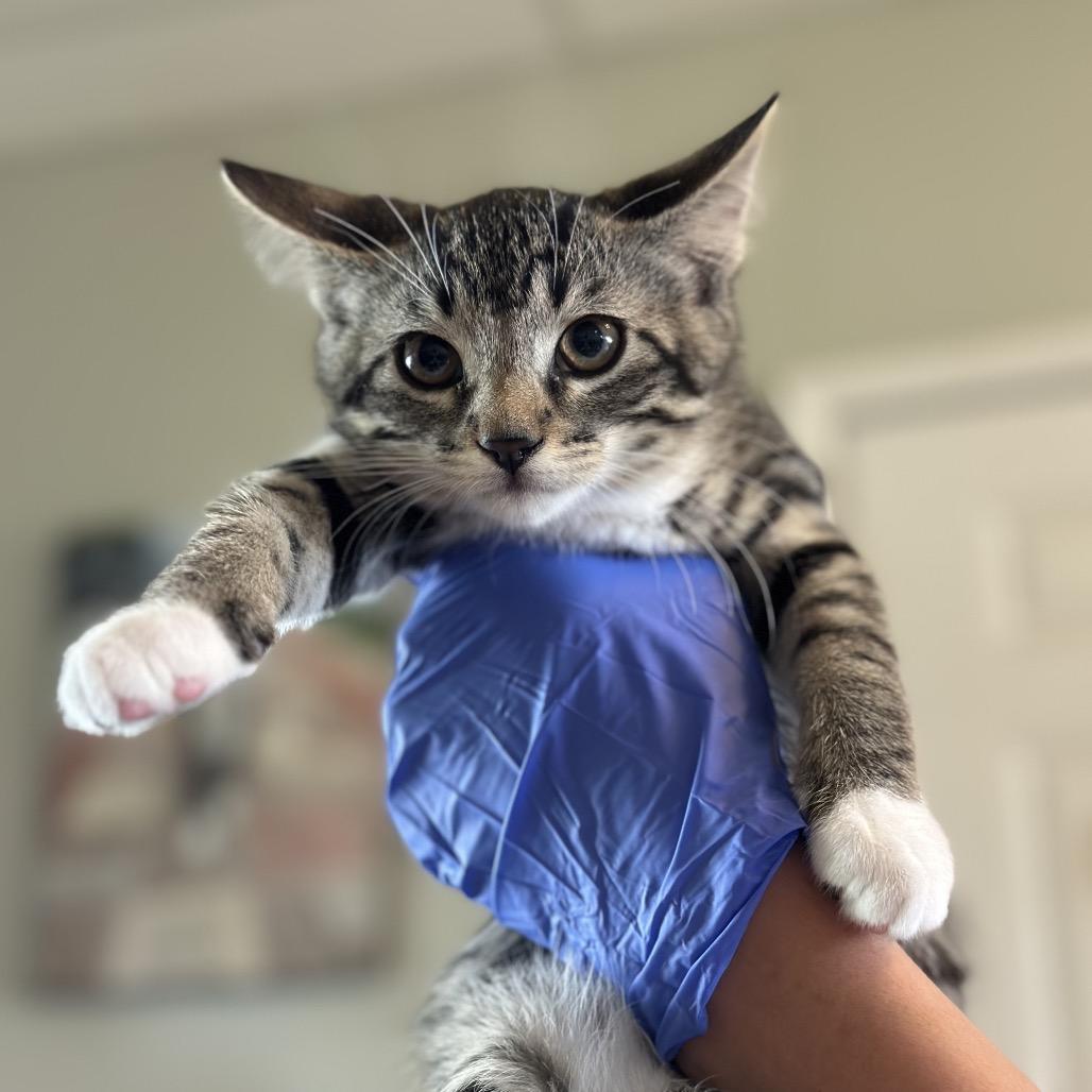 Enlarge Clinger, a Adoptable Domestic Short Hair in Troy, IL image 1/1