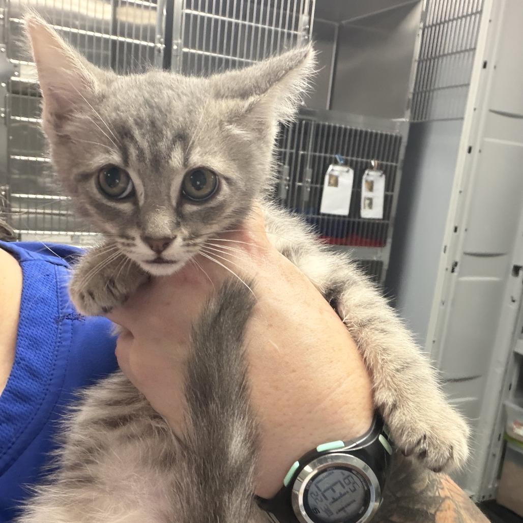 Jameson, Adoptable, Kitten Female Domestic Short Hair.