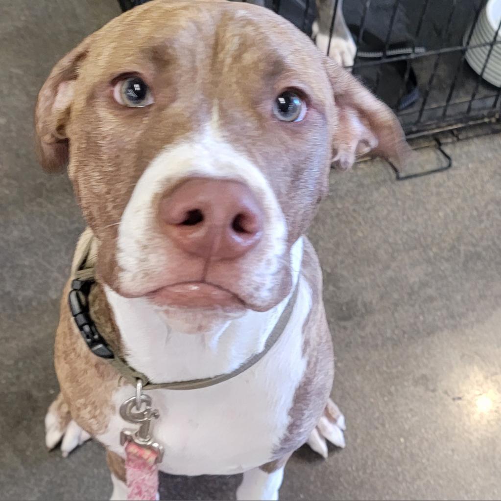 Enlarge Cody, a Adoptable mixed breed in Phoenix, AZ image 1/1