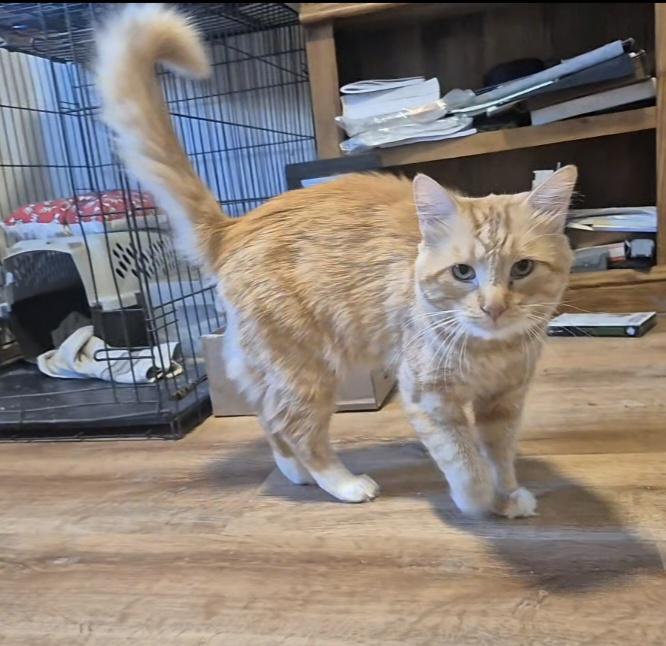 Bonjo, ADOPTABLE, Young Male Domestic Short Hair.