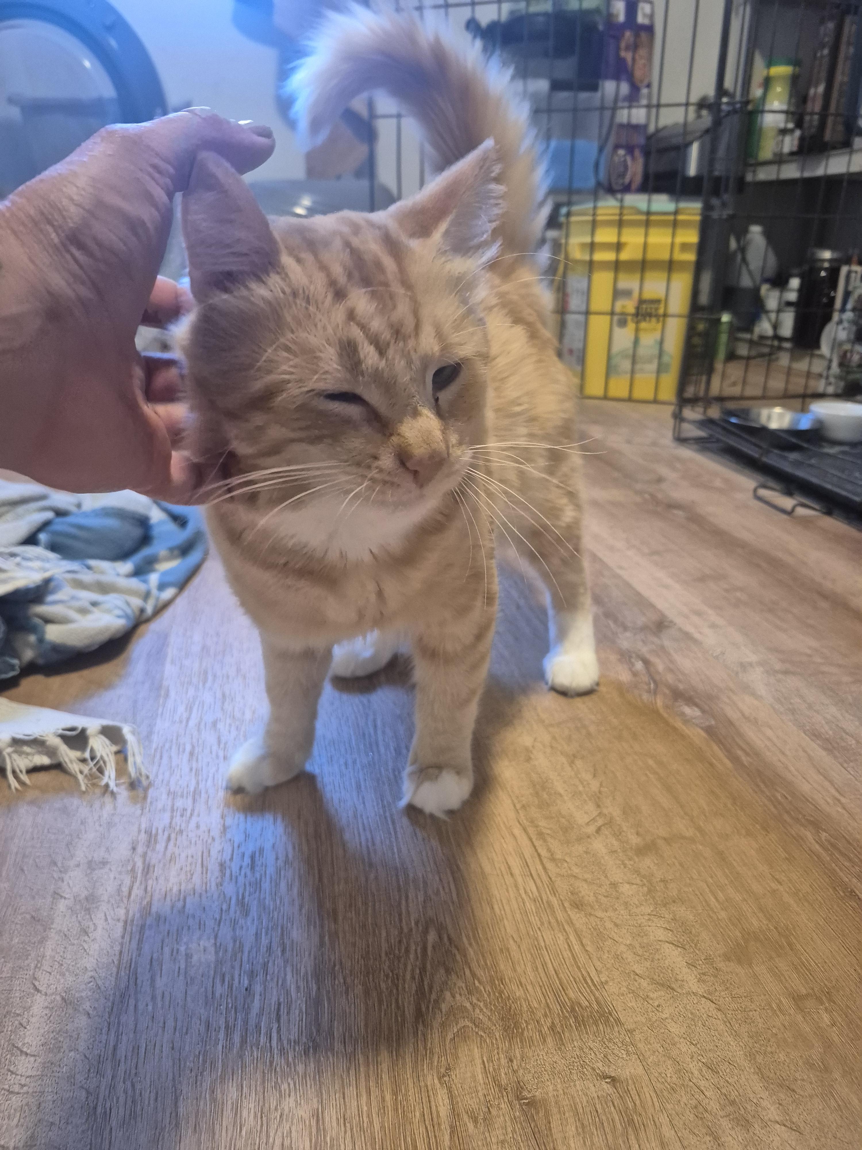 Enlarge Bonjo, a ADOPTABLE Domestic Short Hair in Yarnell, AZ image 2/2