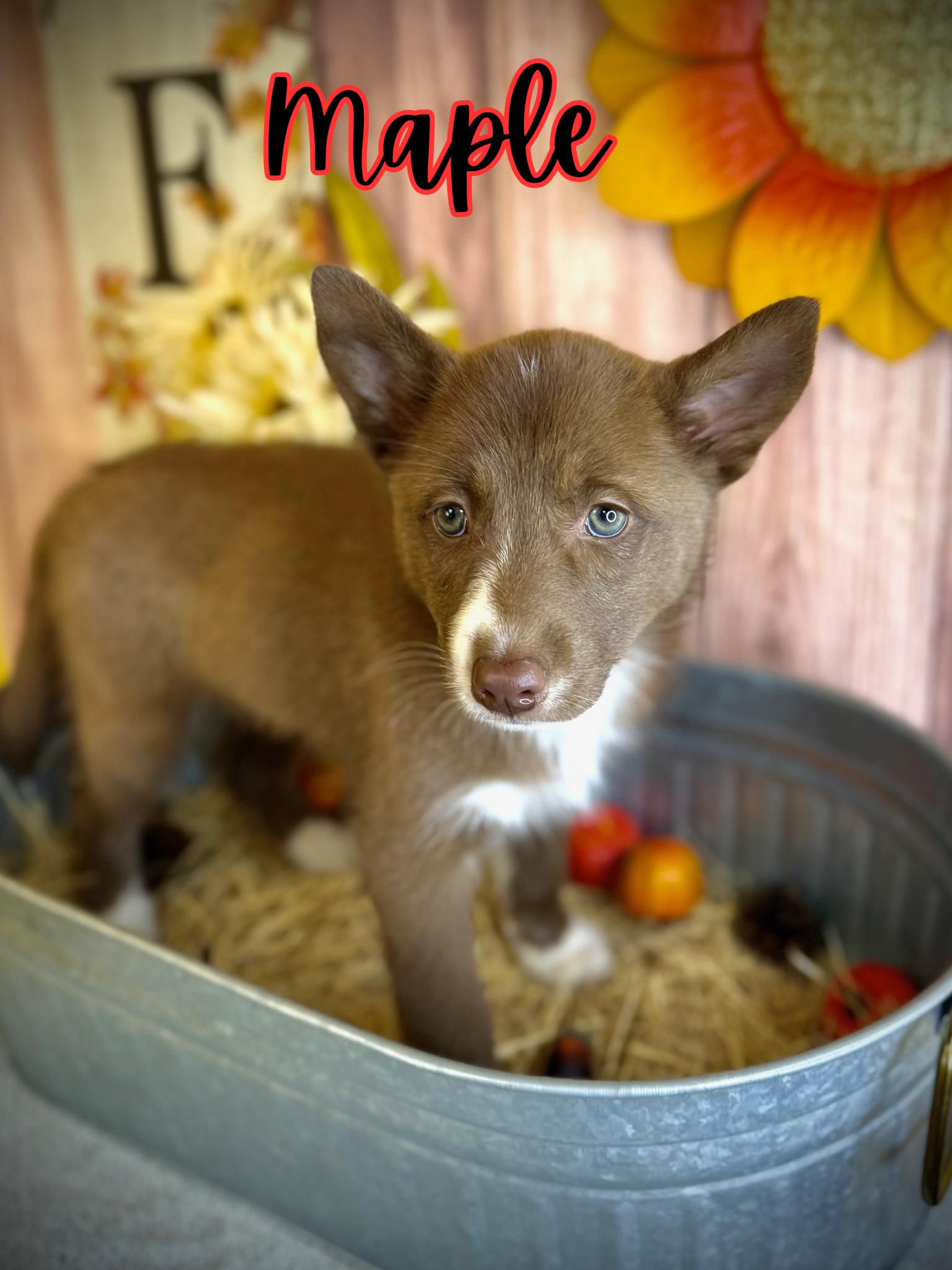 Enlarge Maple, a Adoptable mixed breed in Comfort, TX image 1/1