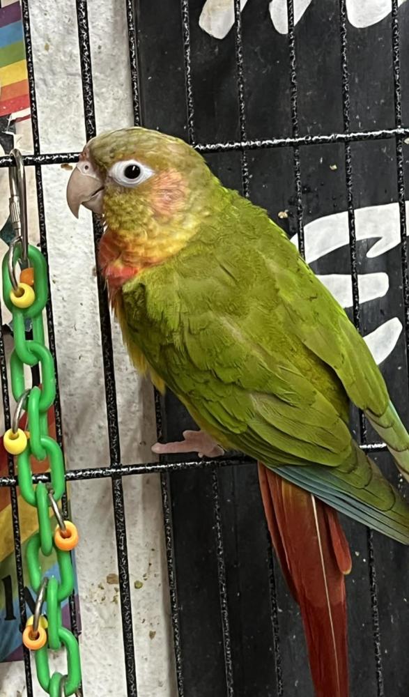 Enlarge Banshee (Light head), a Adoptable Conure in West Mifflin, PA image 1/2