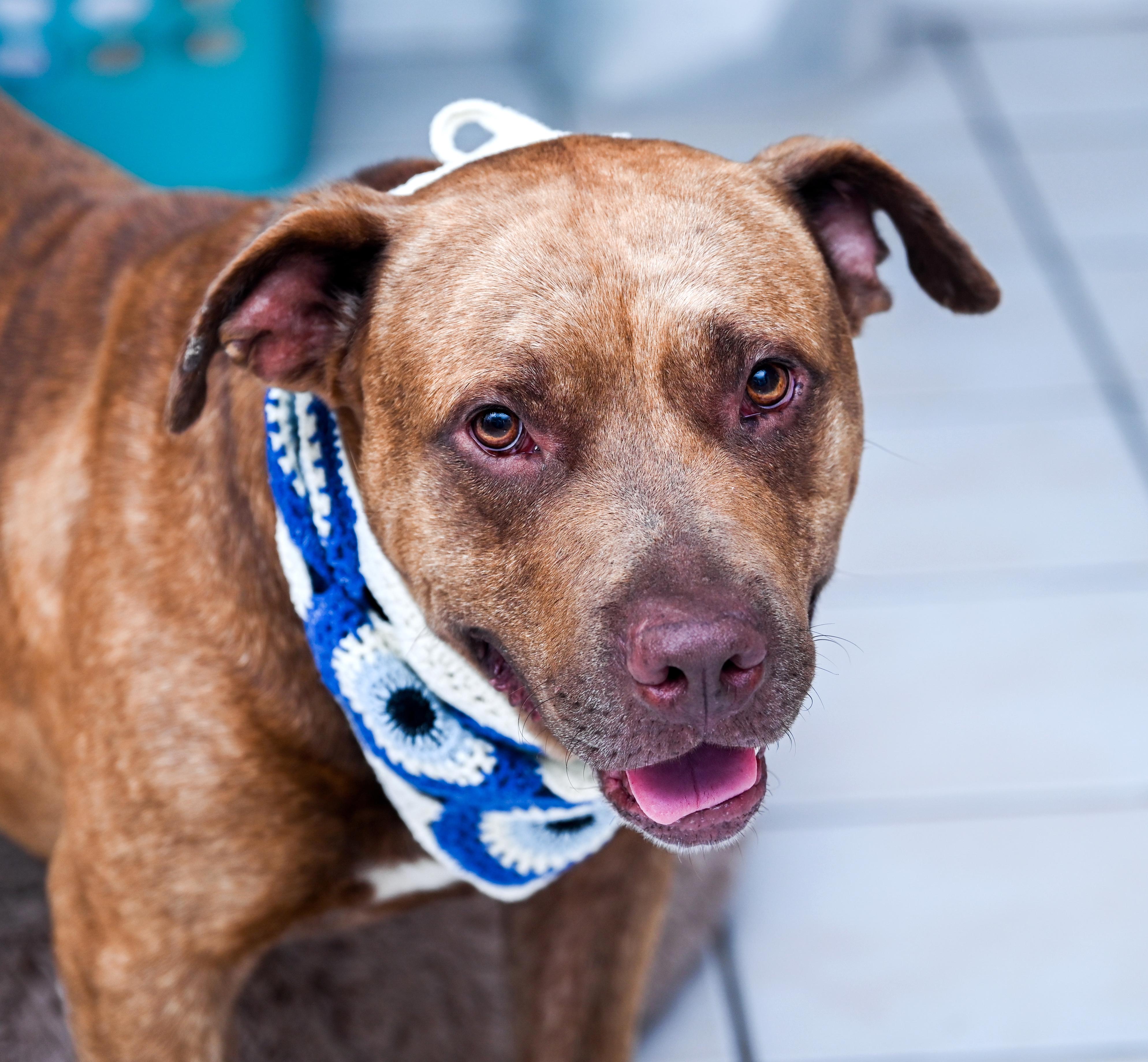 Enlarge Cupid, a Adopted mixed breed in Chattanooga, TN image 3/6