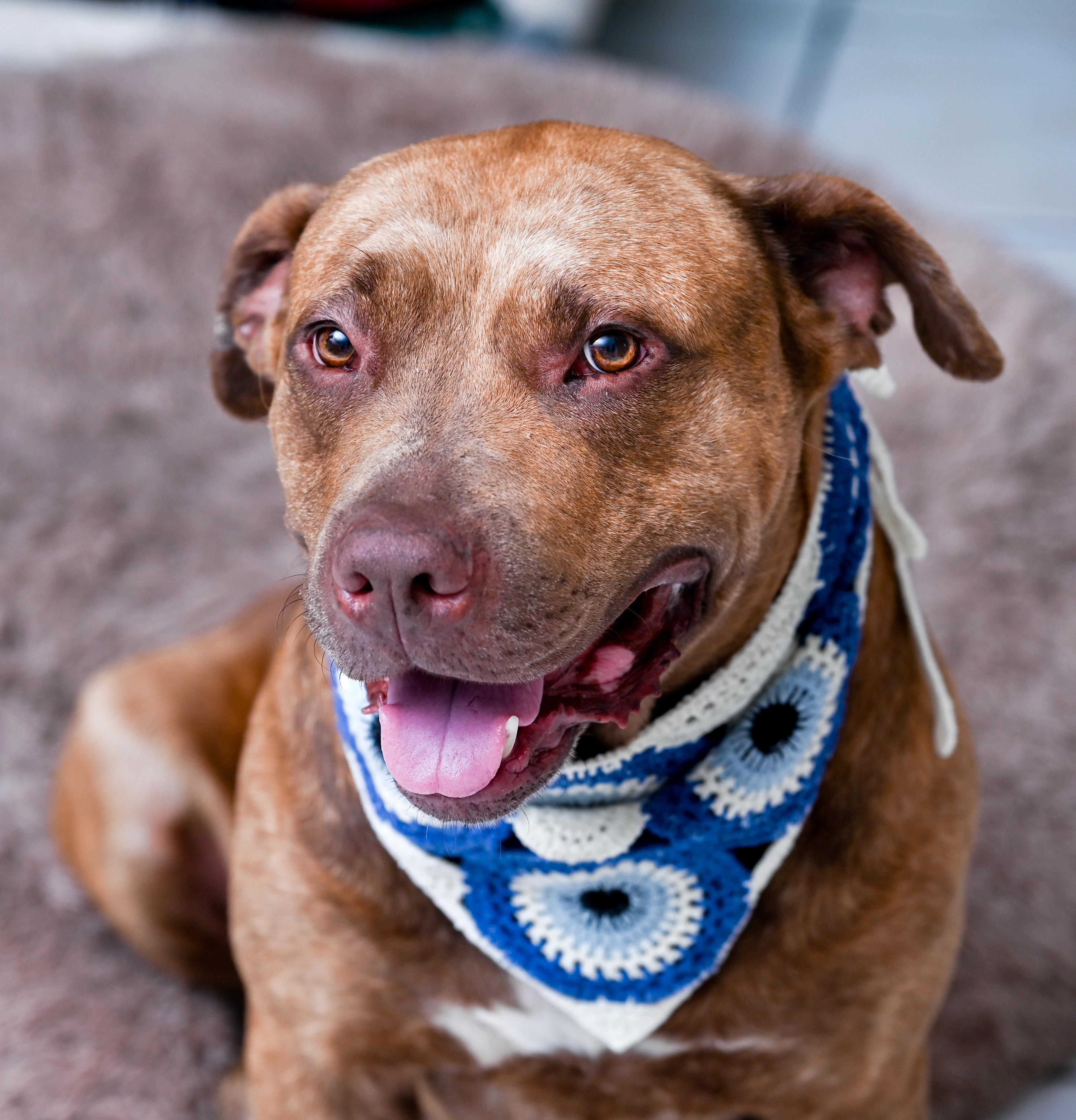 Enlarge Cupid, a Adopted mixed breed in Chattanooga, TN image 2/6