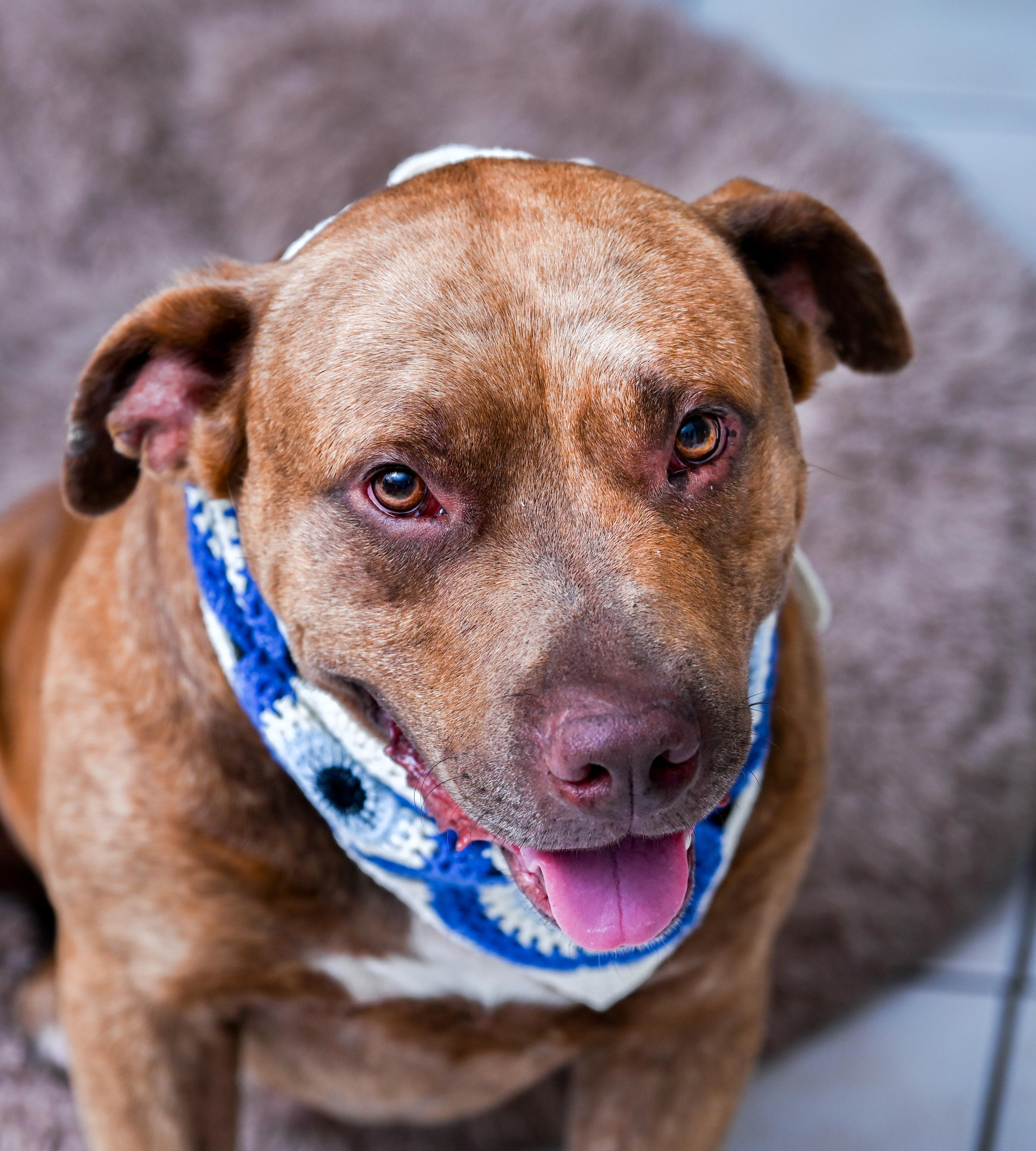Enlarge Cupid, a Adopted mixed breed in Chattanooga, TN image 4/6