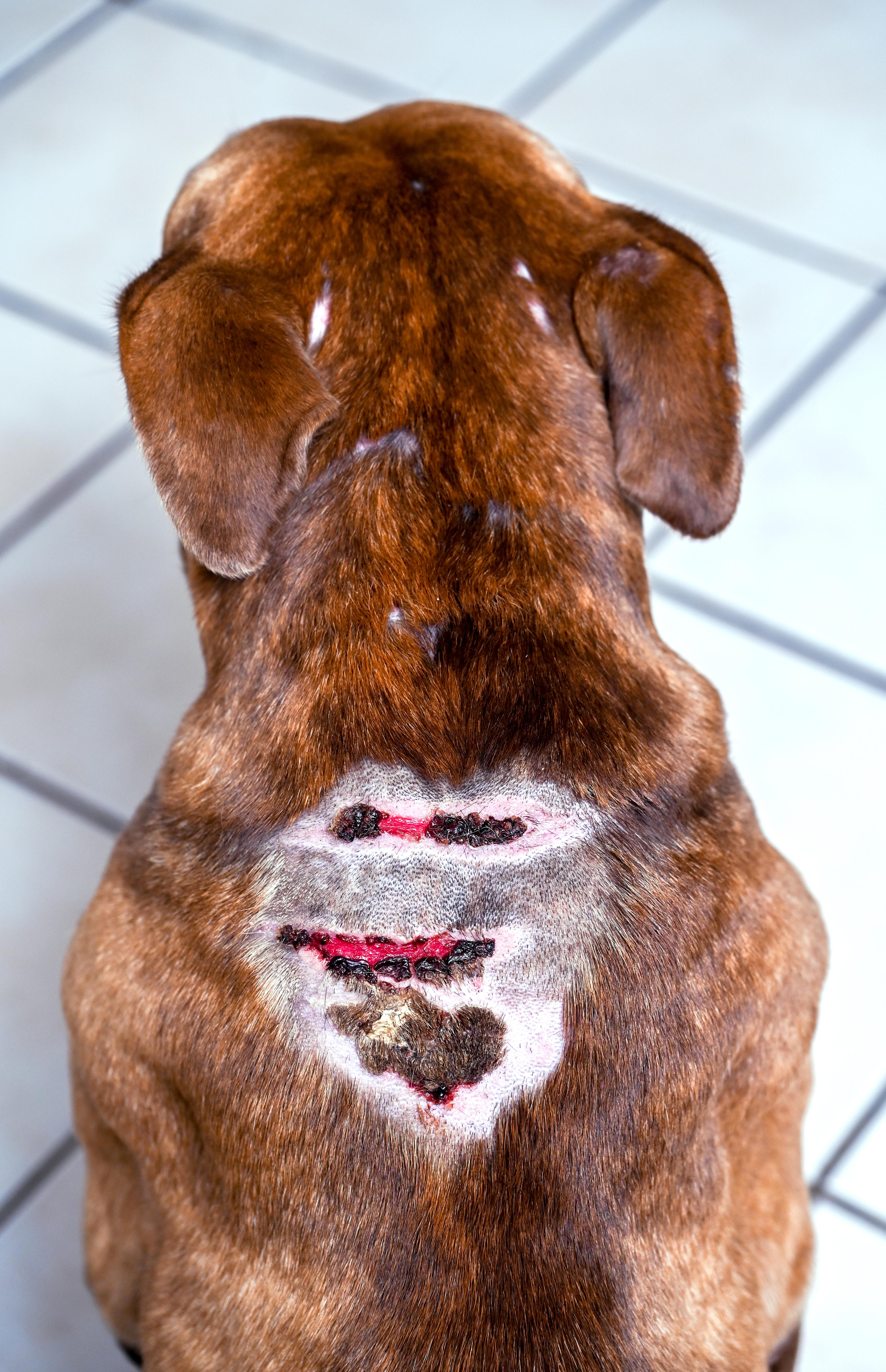 Enlarge Cupid, a Adopted mixed breed in Chattanooga, TN image 6/6