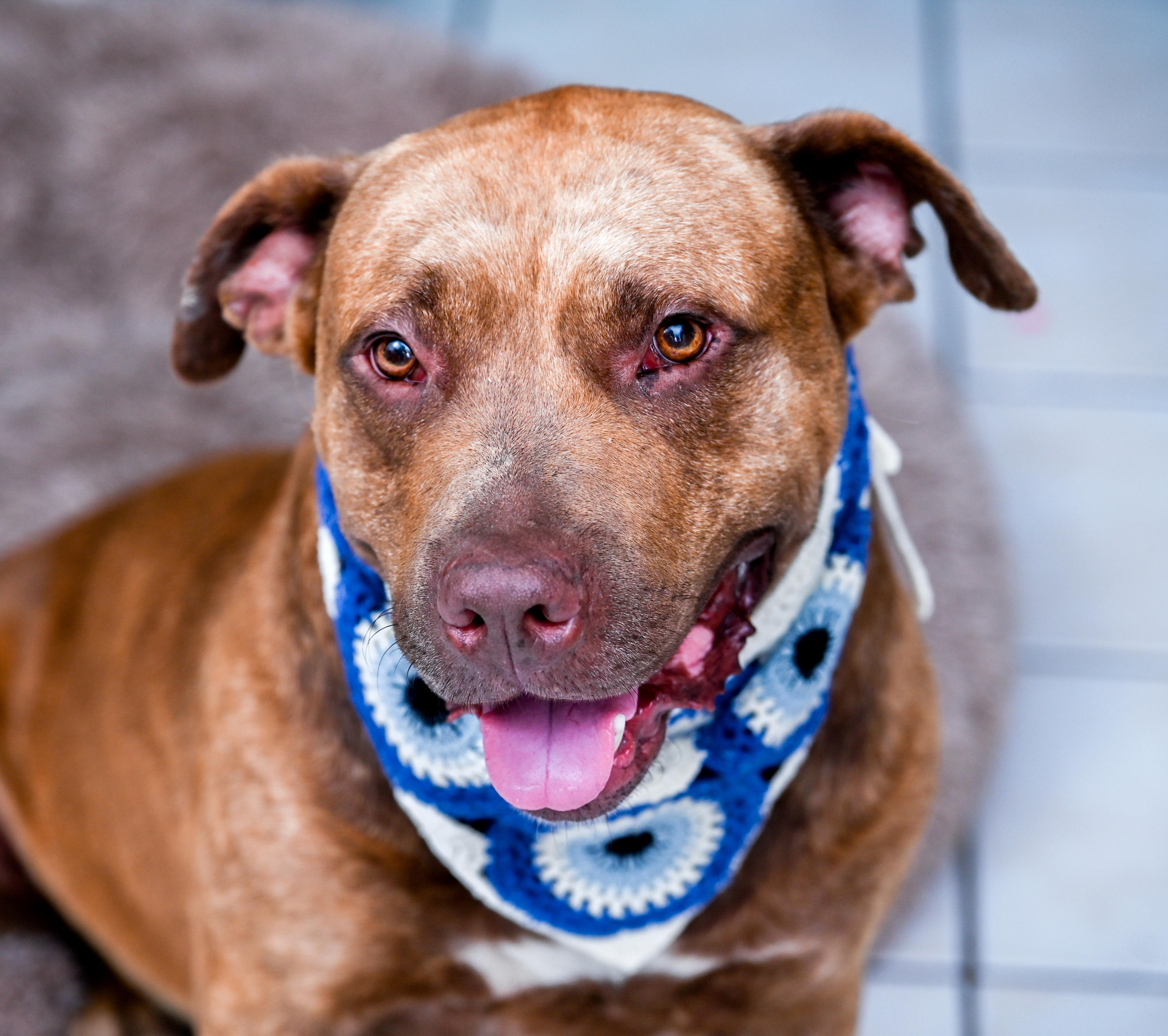 Enlarge Cupid, a Adopted mixed breed in Chattanooga, TN image 1/6