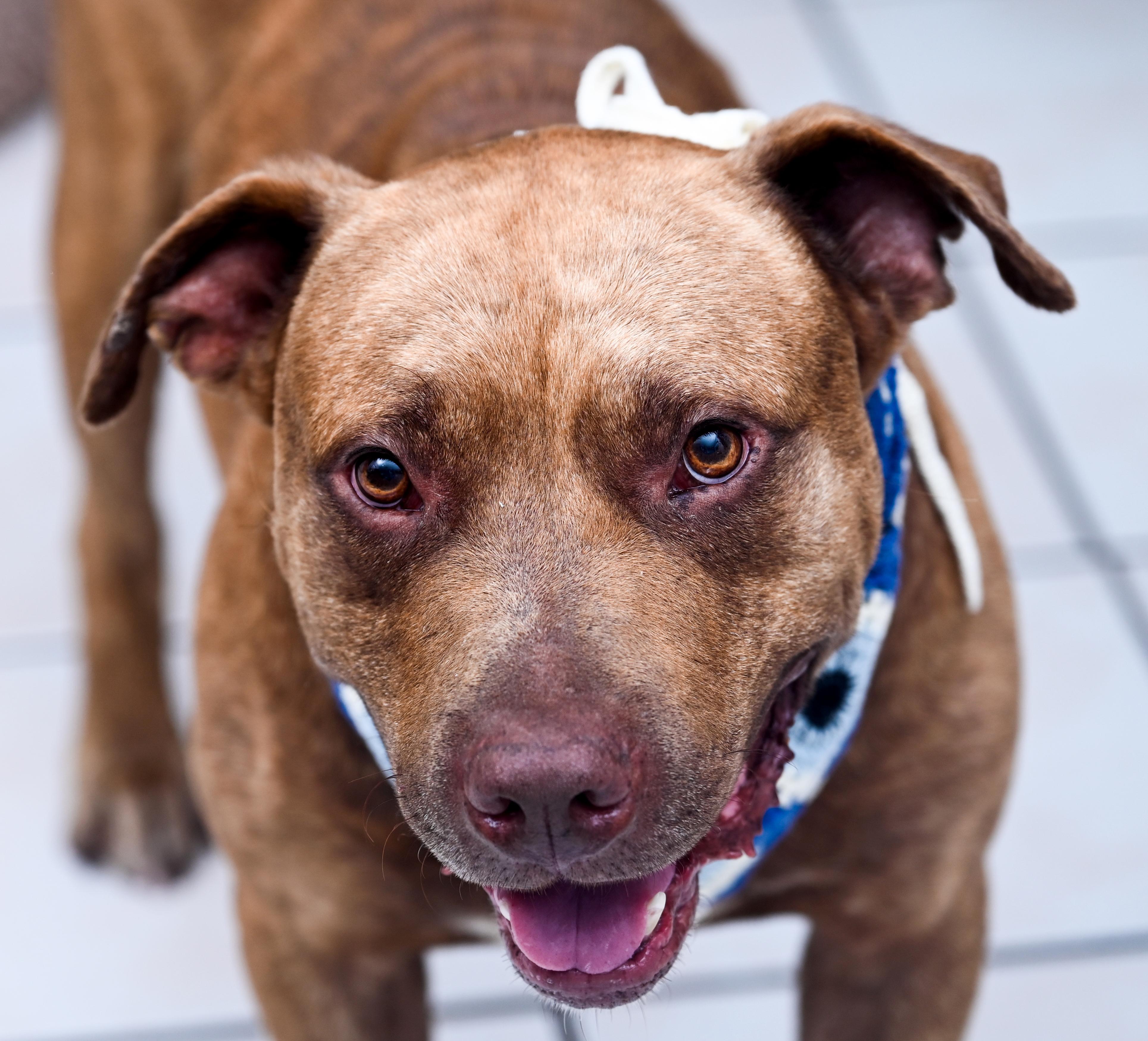 Enlarge Cupid, a Adopted mixed breed in Chattanooga, TN image 5/6