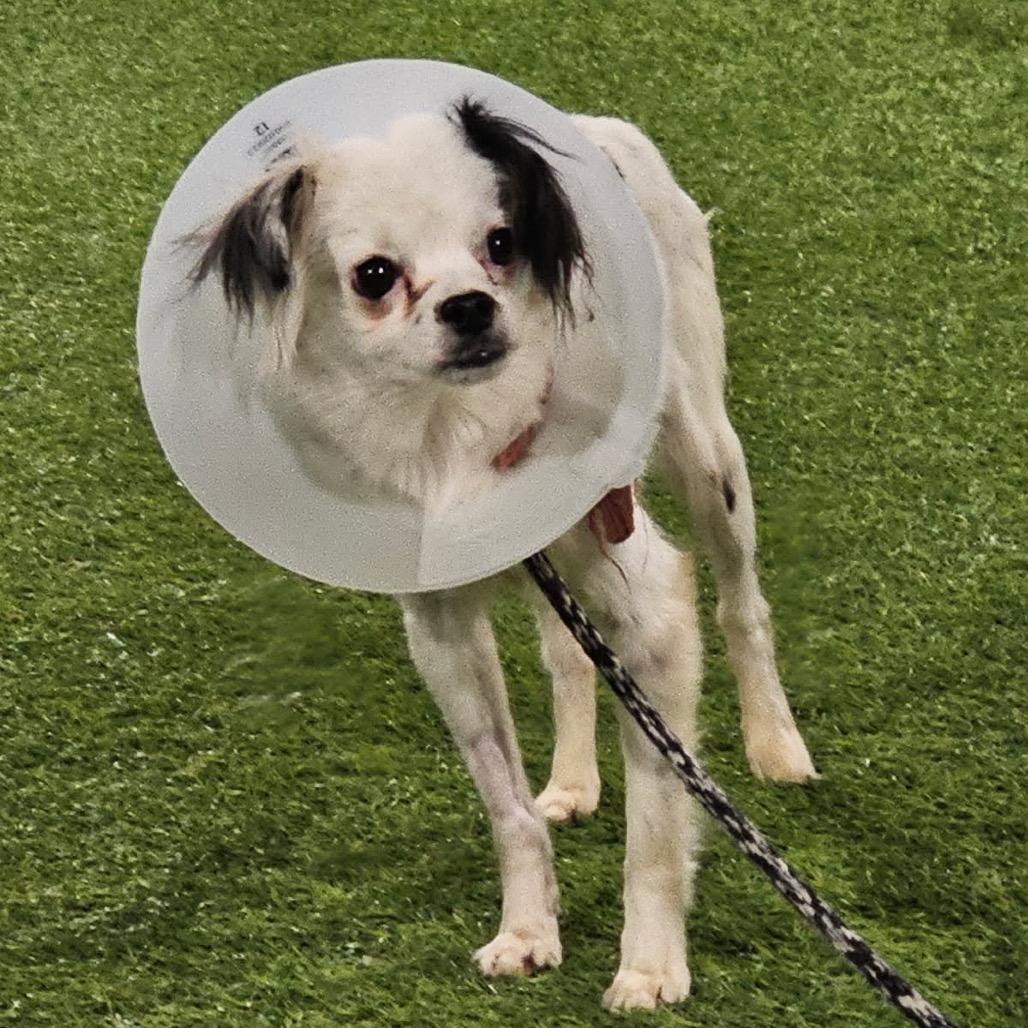 Enlarge Chaplin, a Adoptable mixed breed in Las Vegas, NV image 1/5