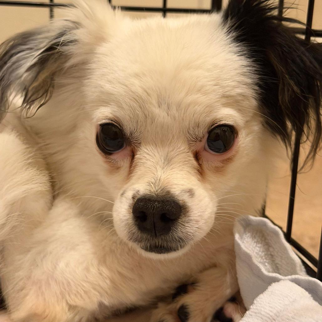 Enlarge Chaplin, a Adoptable mixed breed in Las Vegas, NV image 1/3