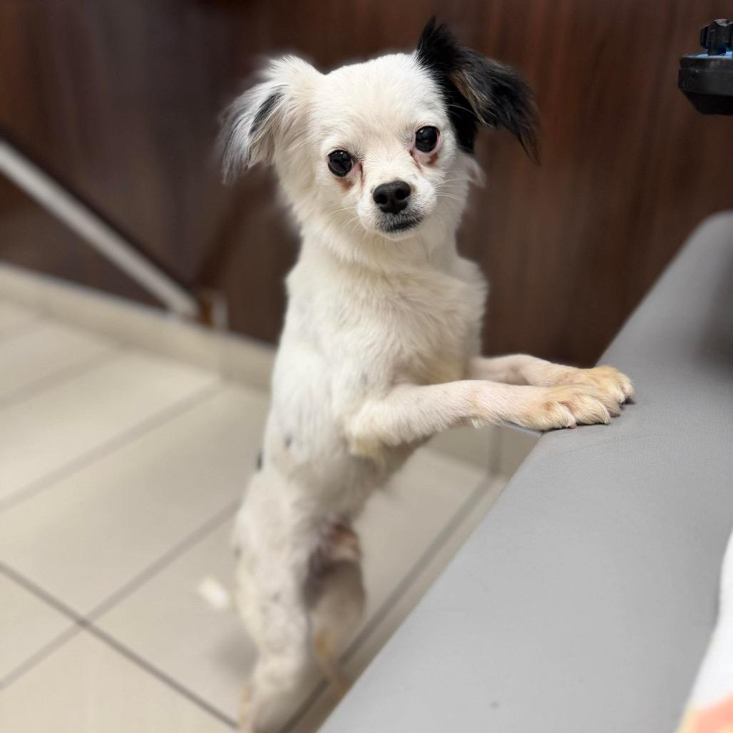 Enlarge Chaplin, a Adoptable mixed breed in Las Vegas, NV image 2/3