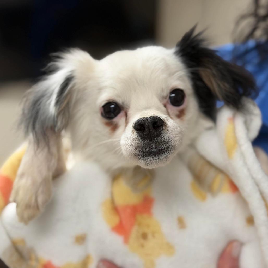 Enlarge Chaplin, a Adoptable mixed breed in Las Vegas, NV image 3/3