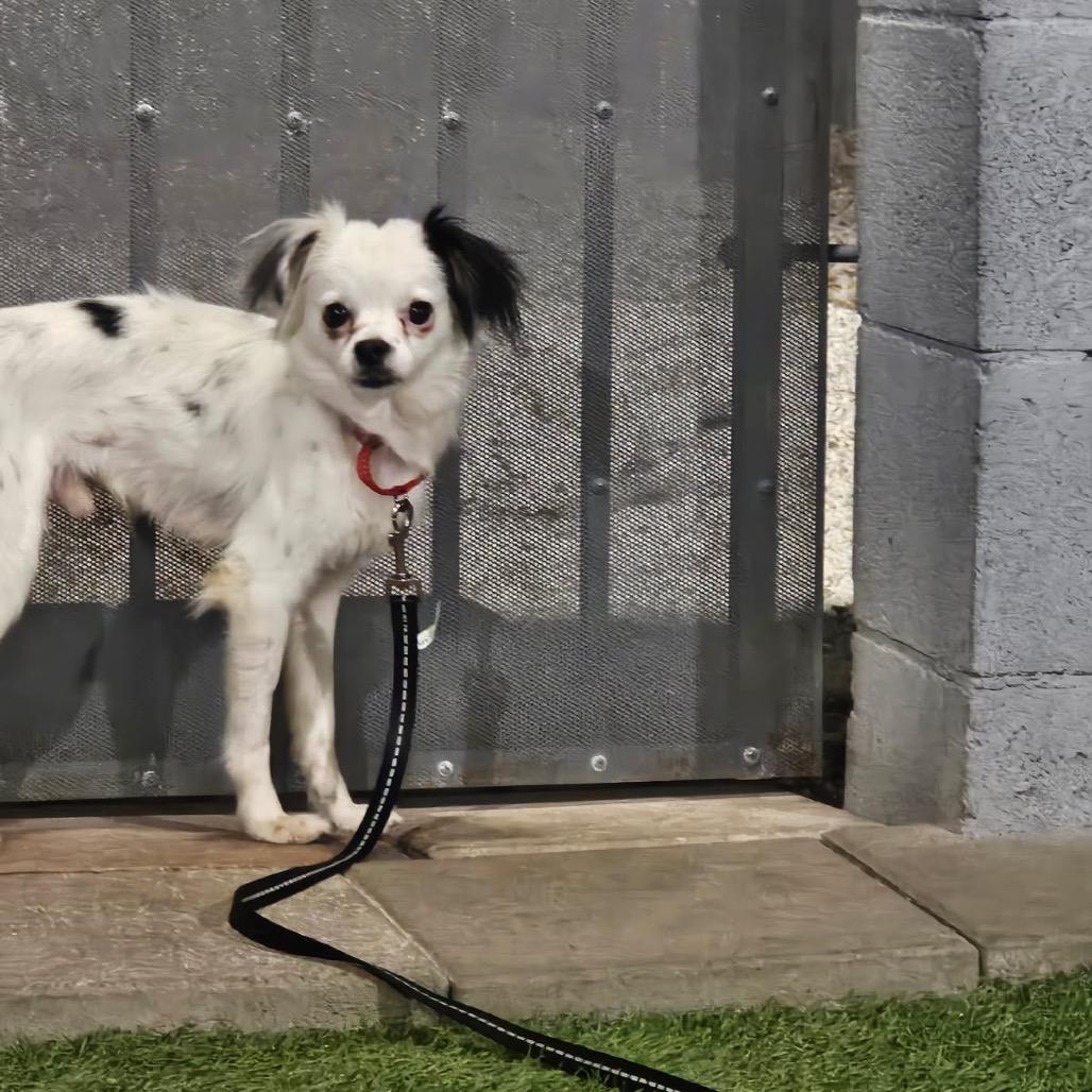 Enlarge Chaplin, a Adoptable mixed breed in Las Vegas, NV image 5/5