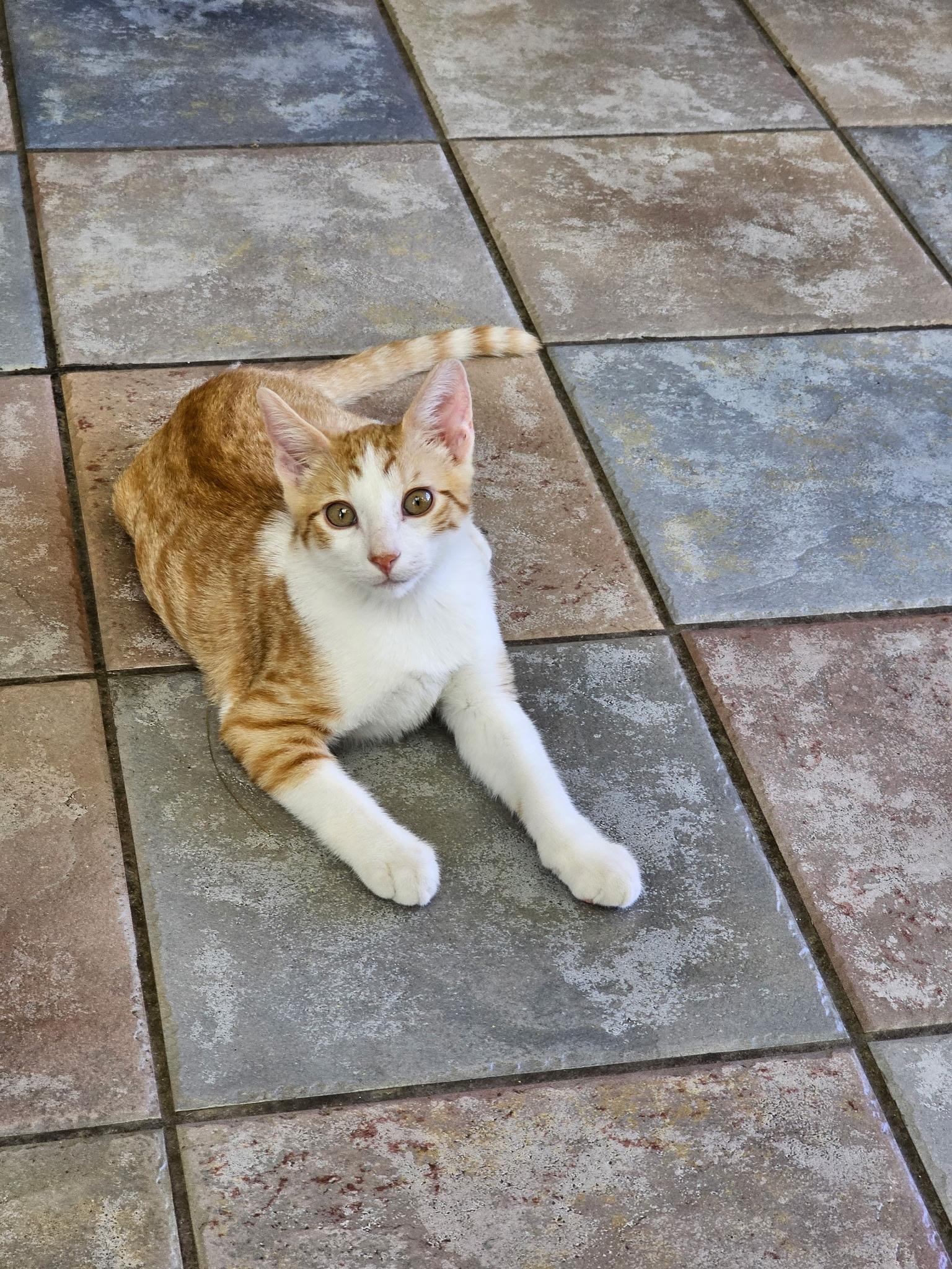 Enlarge Nugget, a Adoptable Domestic Short Hair in Twin Falls, ID image 3/4