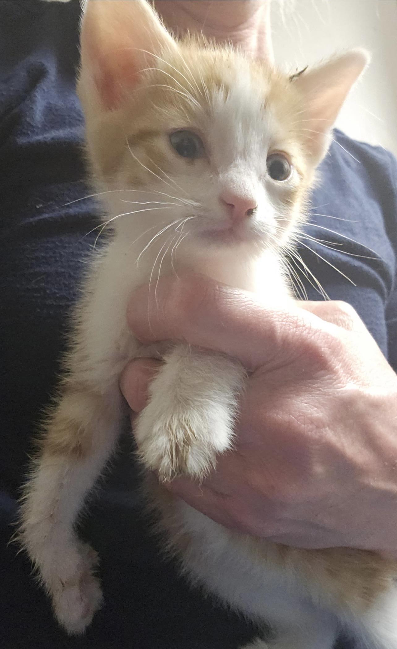 Enlarge Nugget, a Adoptable Domestic Short Hair in Twin Falls, ID image 4/4