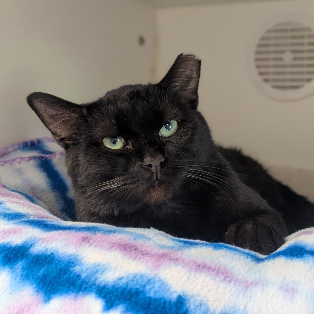 Boo, Adoptable, Adult Male Domestic Short Hair.