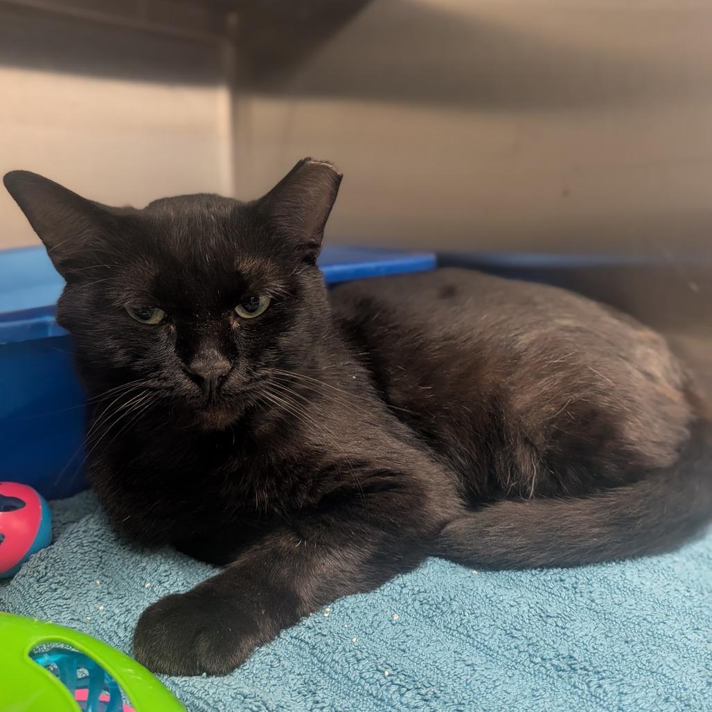 Enlarge Boo, a Adoptable Domestic Short Hair in Prairie du Chien, WI image 2/2