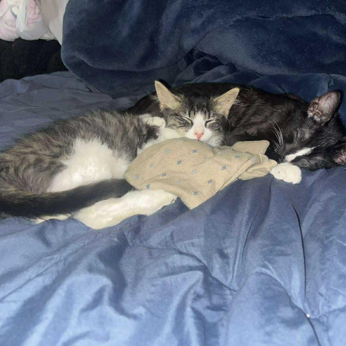 Enlarge Jade, a Adoptable Domestic Medium Hair in Mount Sterling, IL image 2/2