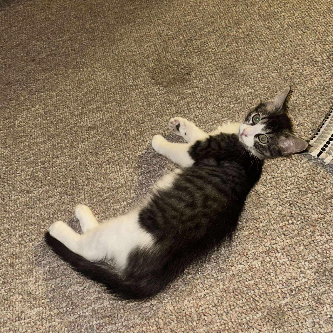 Enlarge Jade, a Adoptable Domestic Medium Hair in Mount Sterling, IL image 1/2