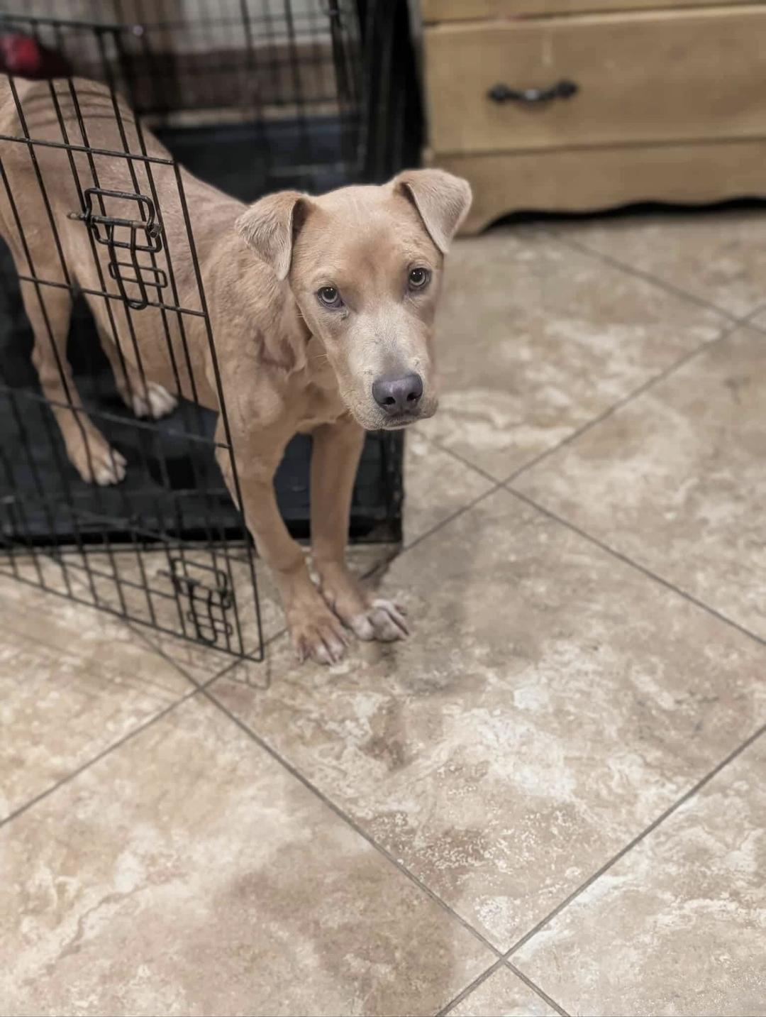 Beau, adoptable, Young Male Vizsla.