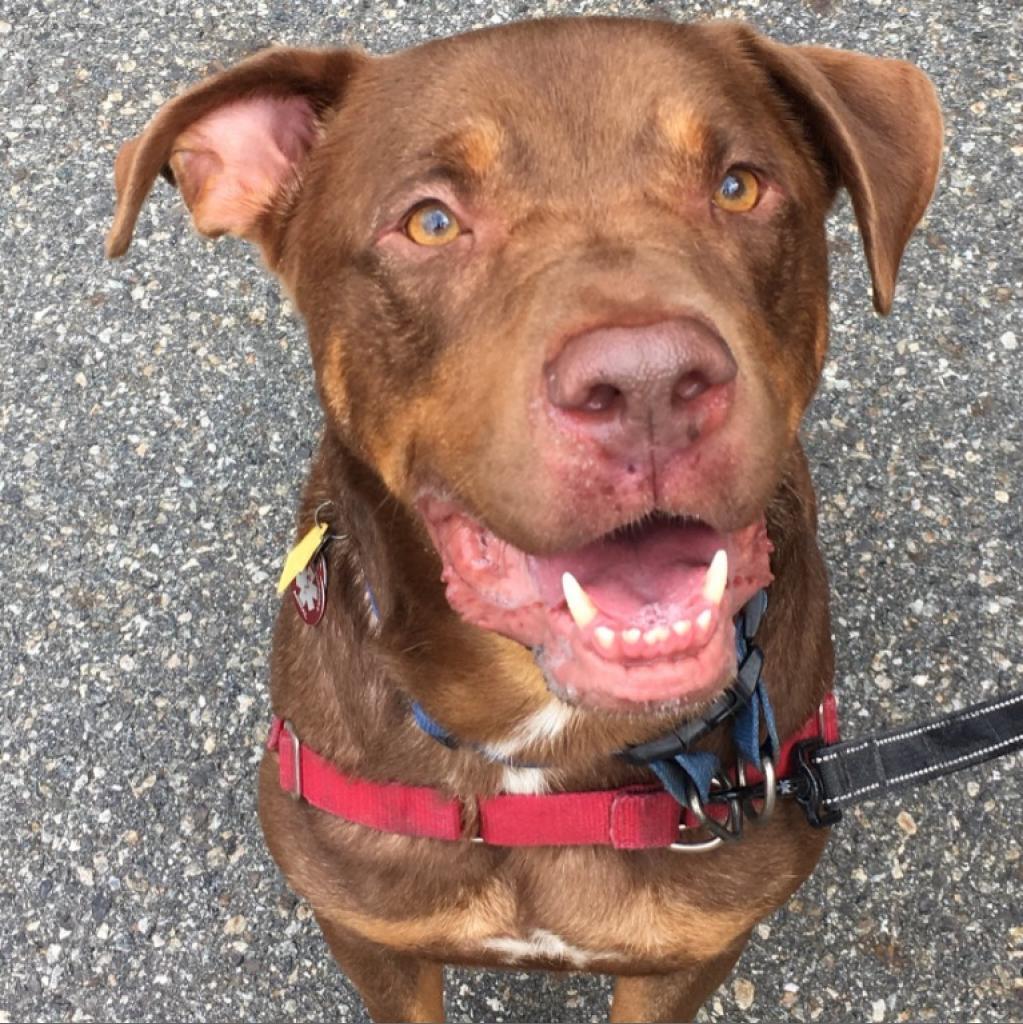 Enlarge Roscoe-Sponsor Me!, a Adoptable Chocolate Labrador Retriever in Walden, NY image 3/6