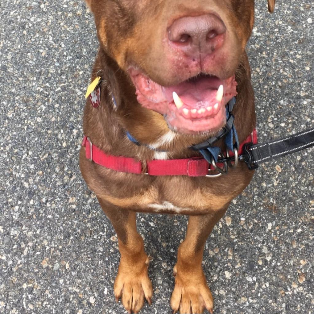 Roscoe-Sponsor Me!, a Adoptable Chocolate Labrador Retriever in Walden, NY image 2/6