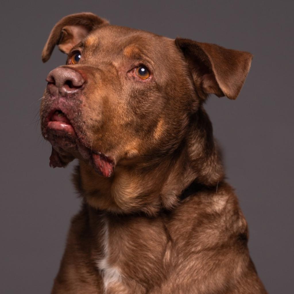 Roscoe-Sponsor Me!, a Adoptable Chocolate Labrador Retriever in Walden, NY image 4/6