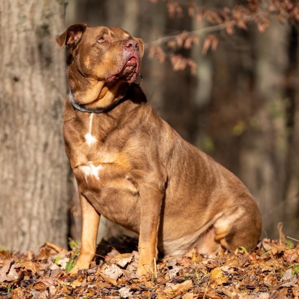 Roscoesponsor Me! thumbnail 5