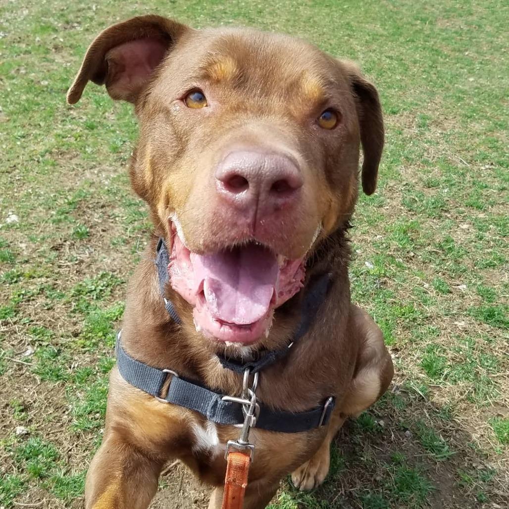 Enlarge Roscoe-Sponsor Me!, a Adoptable Chocolate Labrador Retriever in Walden, NY image 6/6