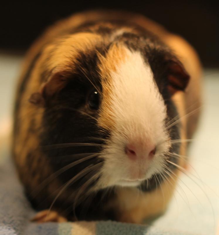 Enlarge Andie, a Adoptable Guinea Pig in Budd Lake, NJ image 2/6
