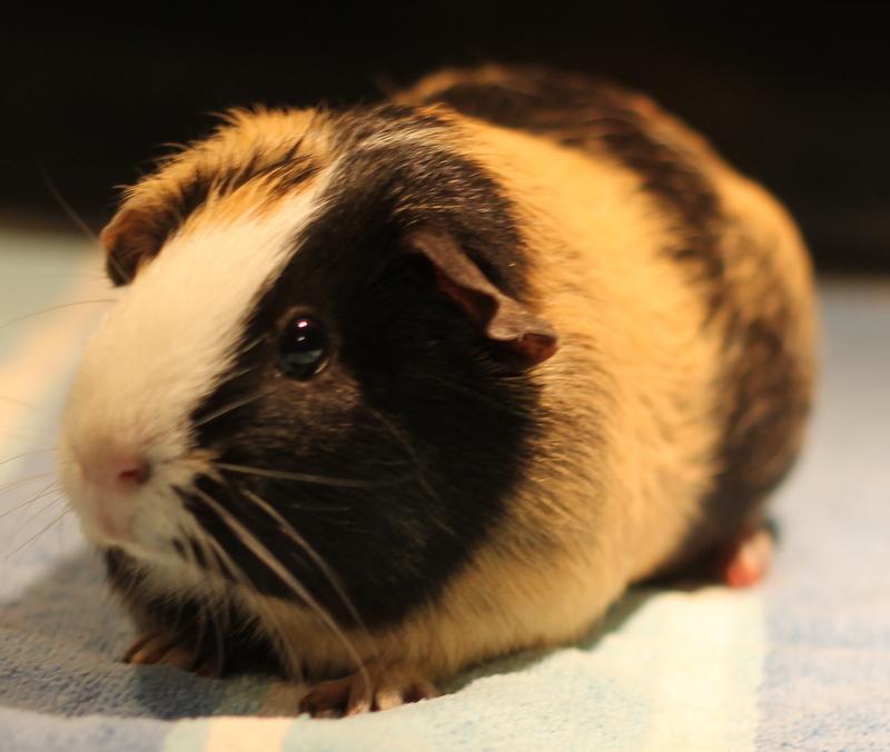 Enlarge Andie, a Adoptable Guinea Pig in Budd Lake, NJ image 5/6