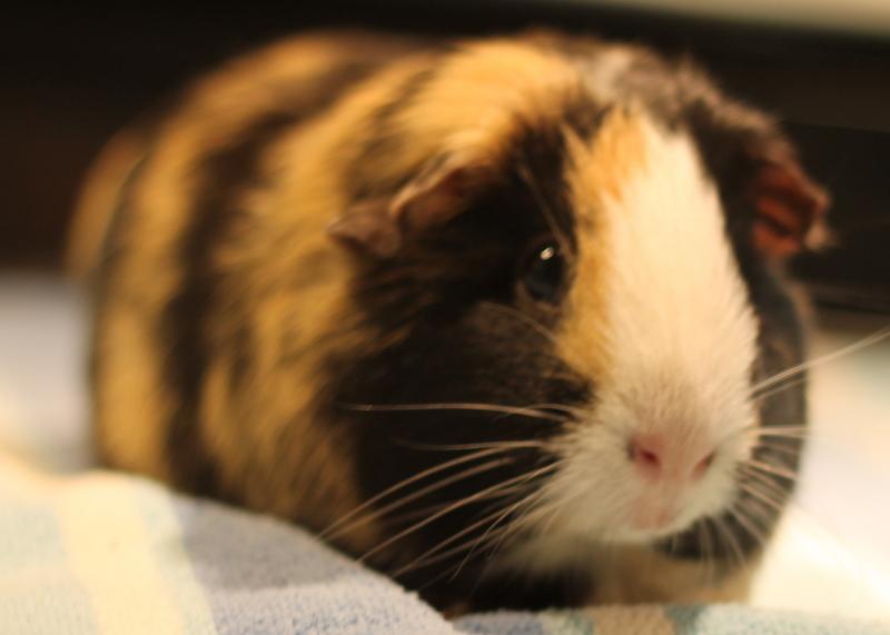 Enlarge Andie, a Adoptable Guinea Pig in Budd Lake, NJ image 6/6