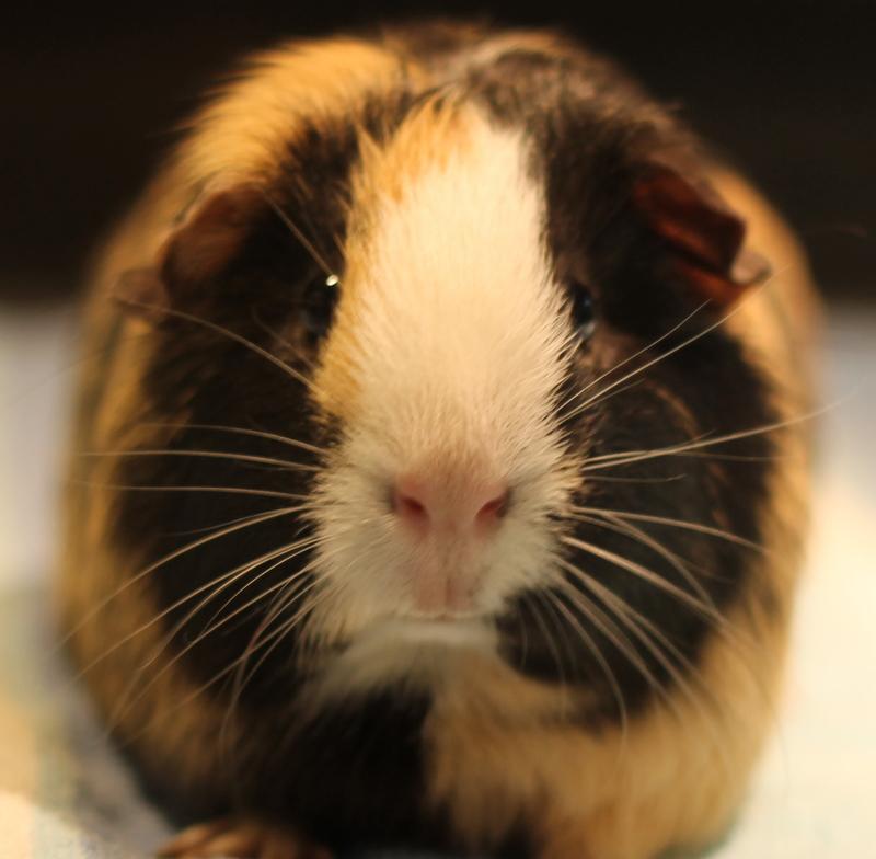Andie, Adoptable, Adult Female Guinea Pig.