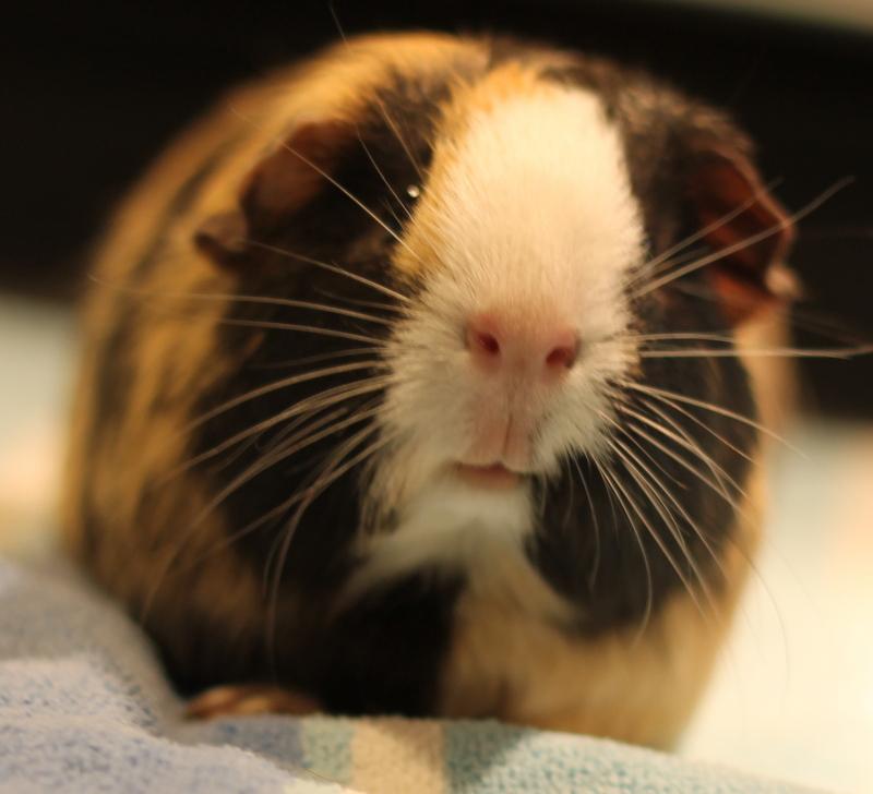 Enlarge Andie, a Adoptable Guinea Pig in Budd Lake, NJ image 3/6