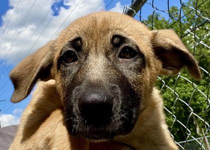 Cliff, adopted, Young Male Shepherd.