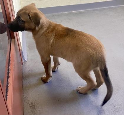 Cliff, an adopted Shepherd in Glasgow, KY image 2/2