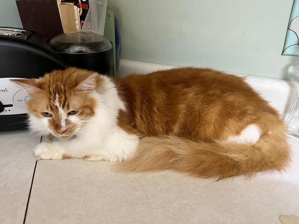 Kricket, Adoptable, Adult Female Domestic Long Hair & Domestic Long Hair.