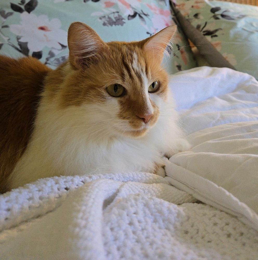 Kricket, a Adoptable mixed breed image 2/6