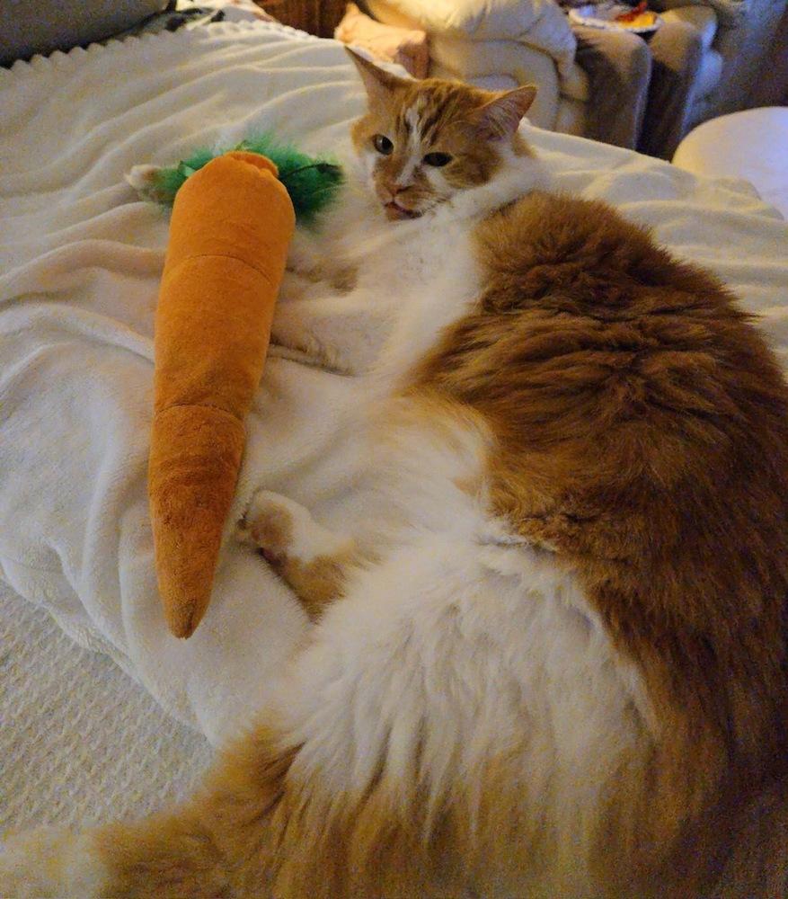 Kricket, a Adoptable mixed breed image 4/6