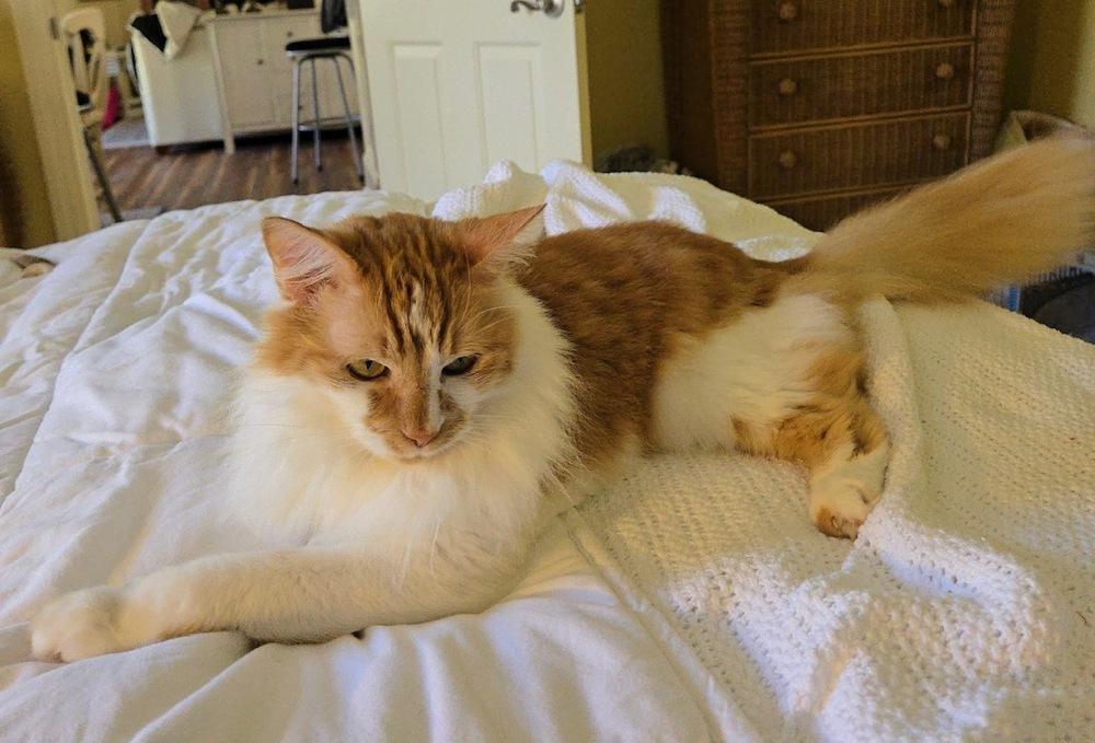 Kricket, a Adoptable mixed breed image 5/6