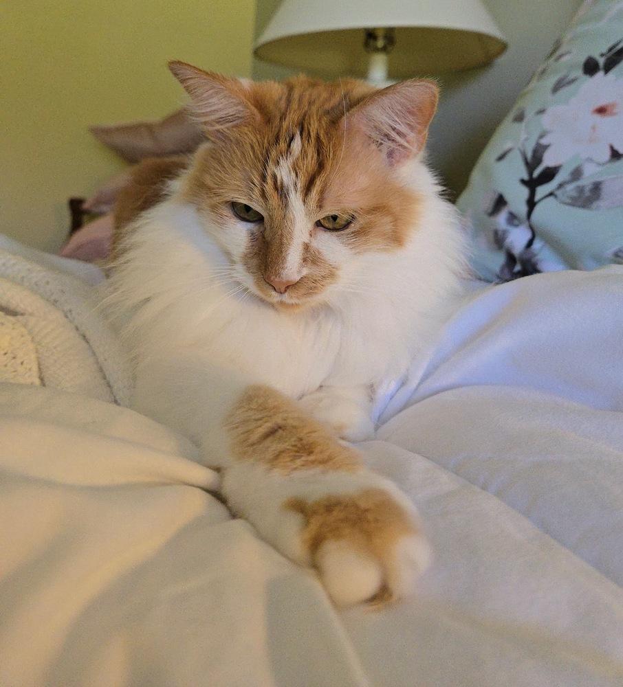 Kricket, a Adoptable mixed breed image 6/6