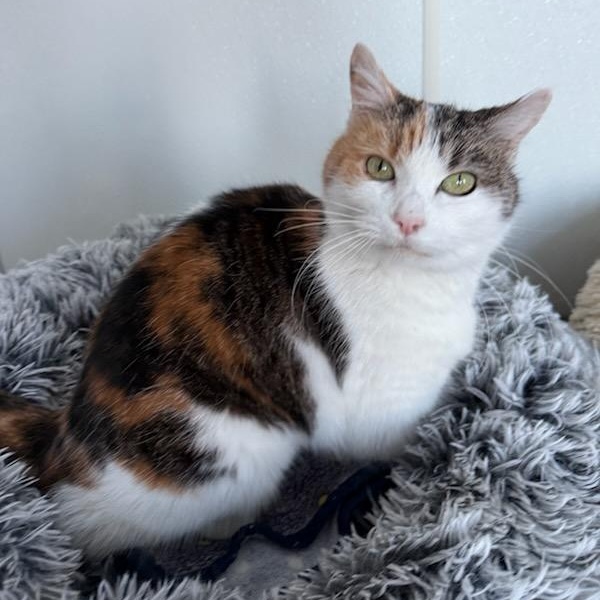 Enlarge Precious, an adoptable Domestic Short Hair in Greensburg, PA image 3/3