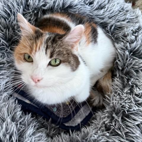 Enlarge Precious, an adoptable Domestic Short Hair in Greensburg, PA image 2/3